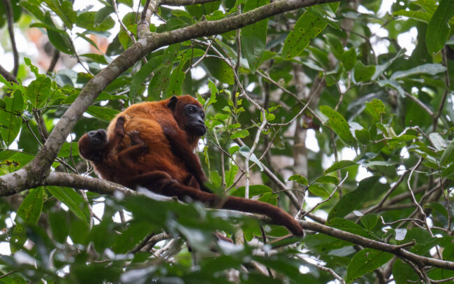 Red Howler Monkey Mom and Baby, Guyana