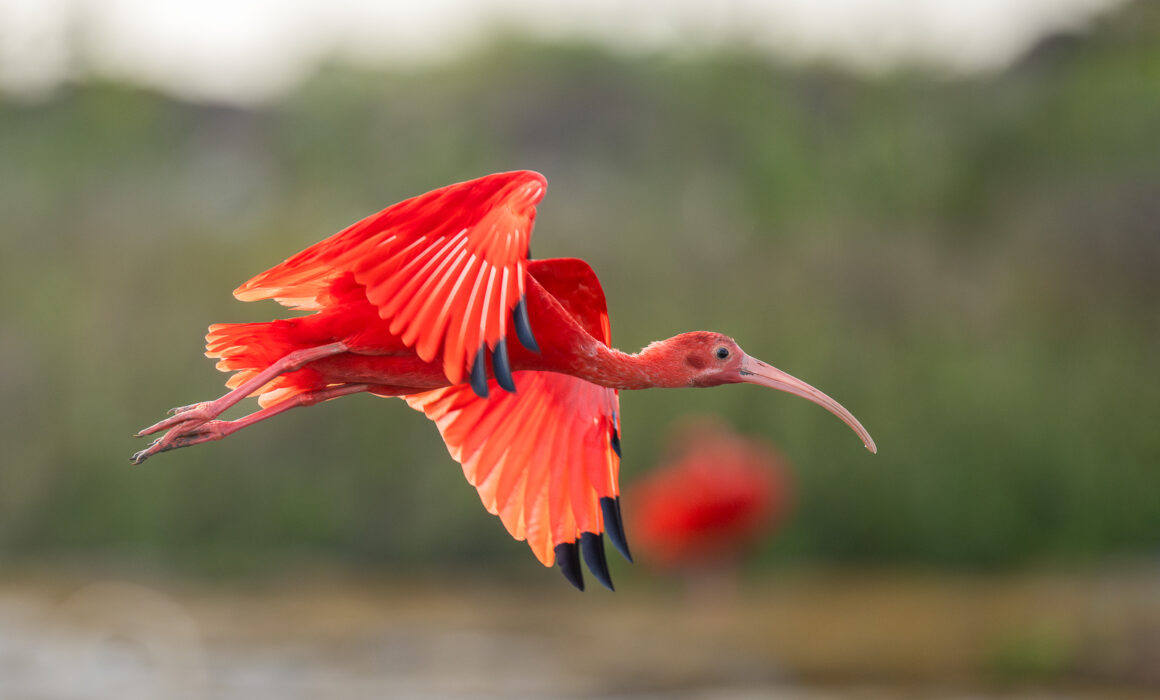 Scarlet Ibis, Guyana
