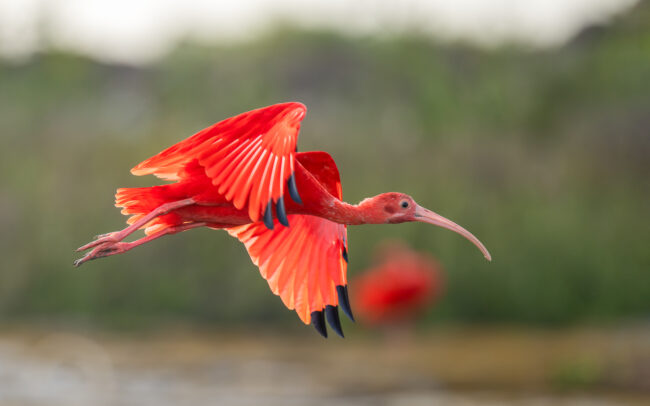 Scarlet Ibis, Guyana