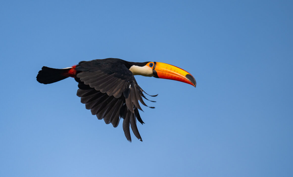 Toco Toucan, Guyana