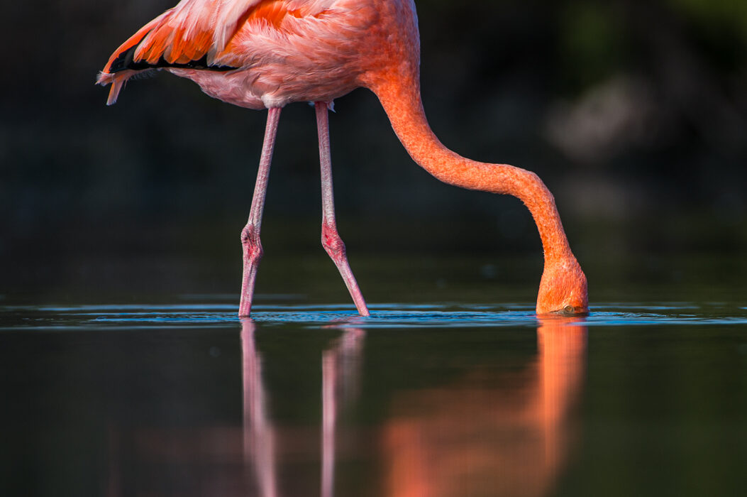 Galápagos Flamingo, Santa Cruz Island, Ecuador