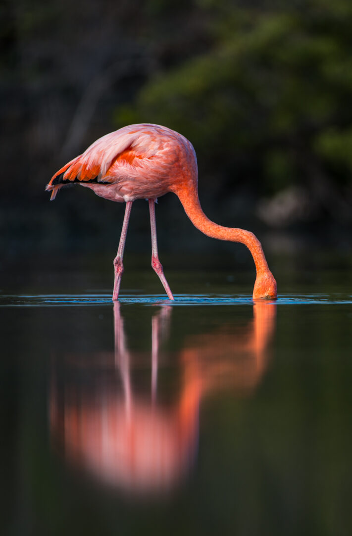 Galápagos Flamingo, Santa Cruz Island, Ecuador