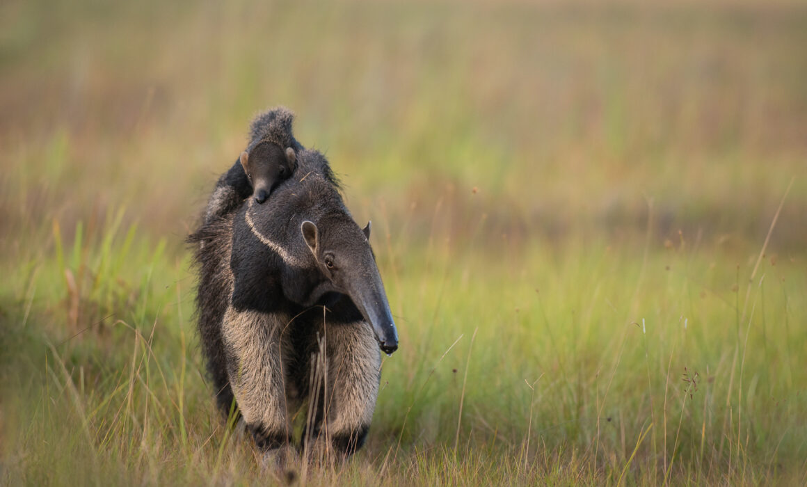 Giant Anteaters, Guyana