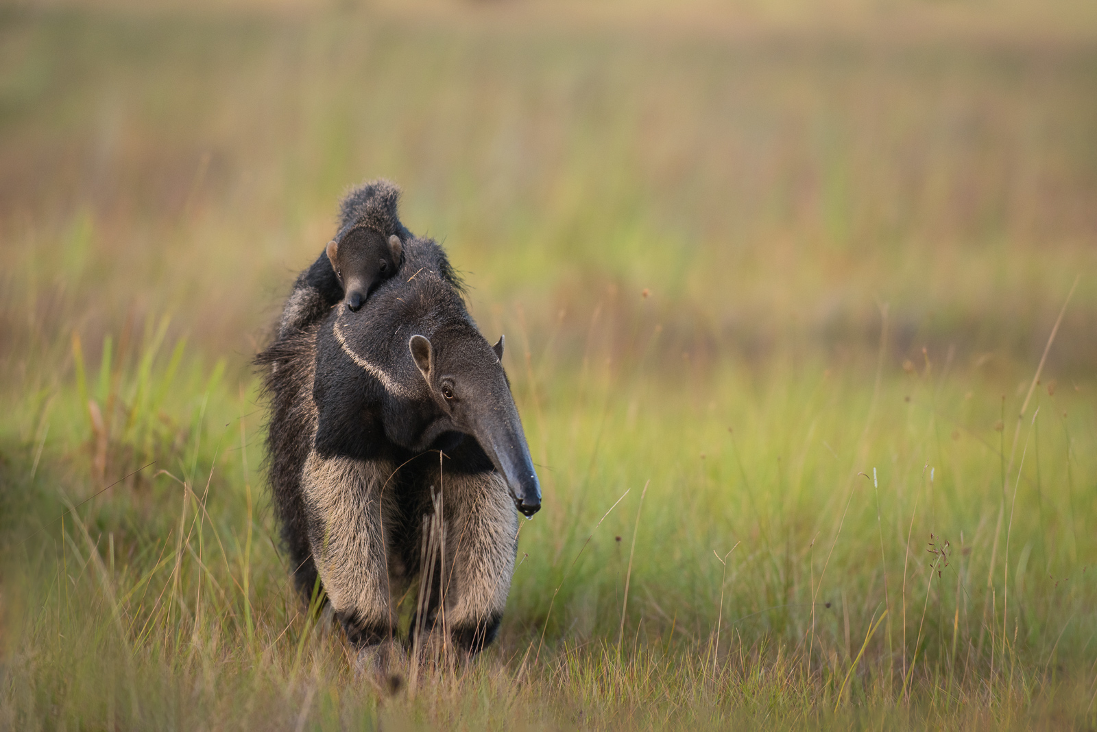 Giant Anteaters, Guyana