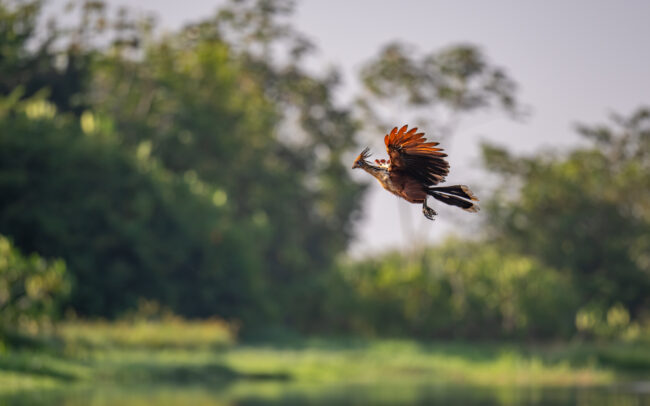 Hoatzin, Guyana