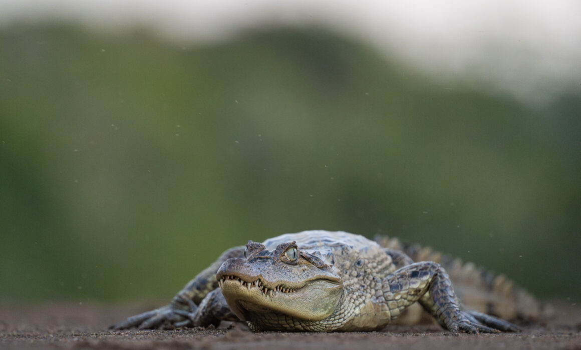 Spectacled Caiman, Guyana