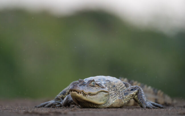 Spectacled Caiman, Guyana