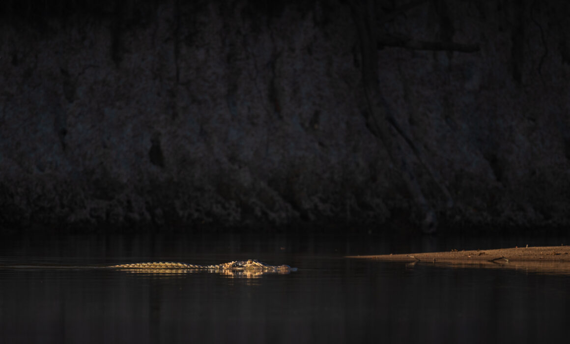 Spectacled Caiman, Guyana