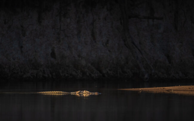 Spectacled Caiman, Guyana