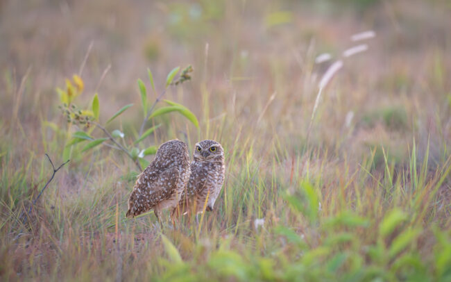 Burrowing Owls, Guyana