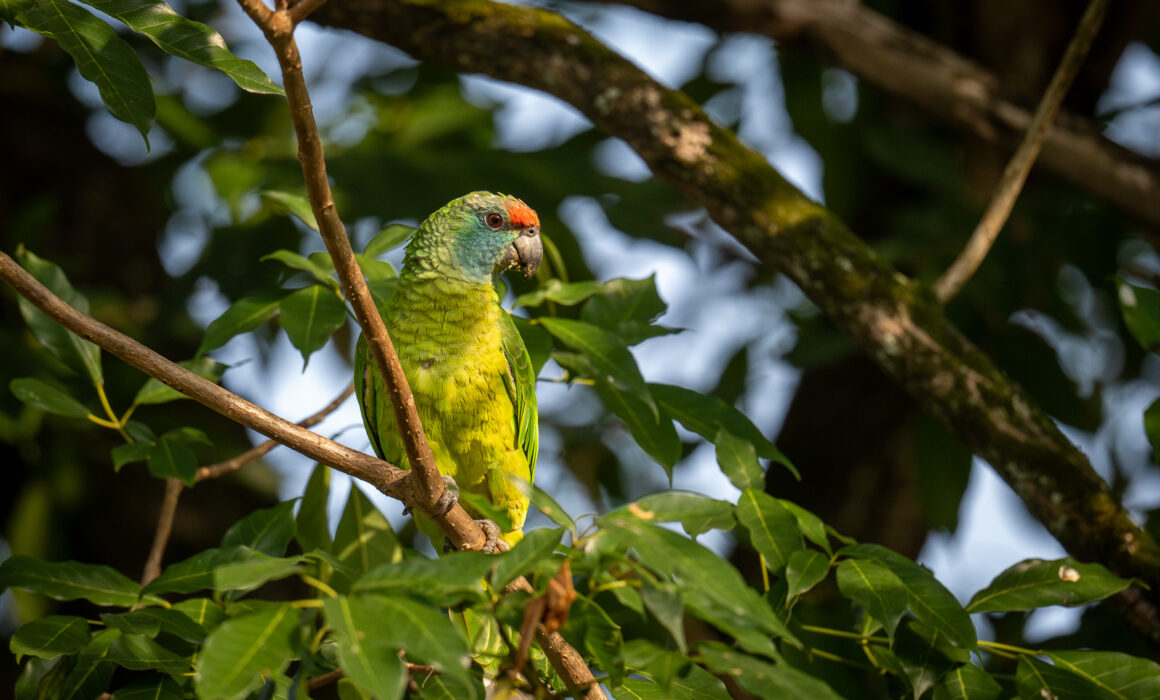 Festive Amazon Parrot, Guyana