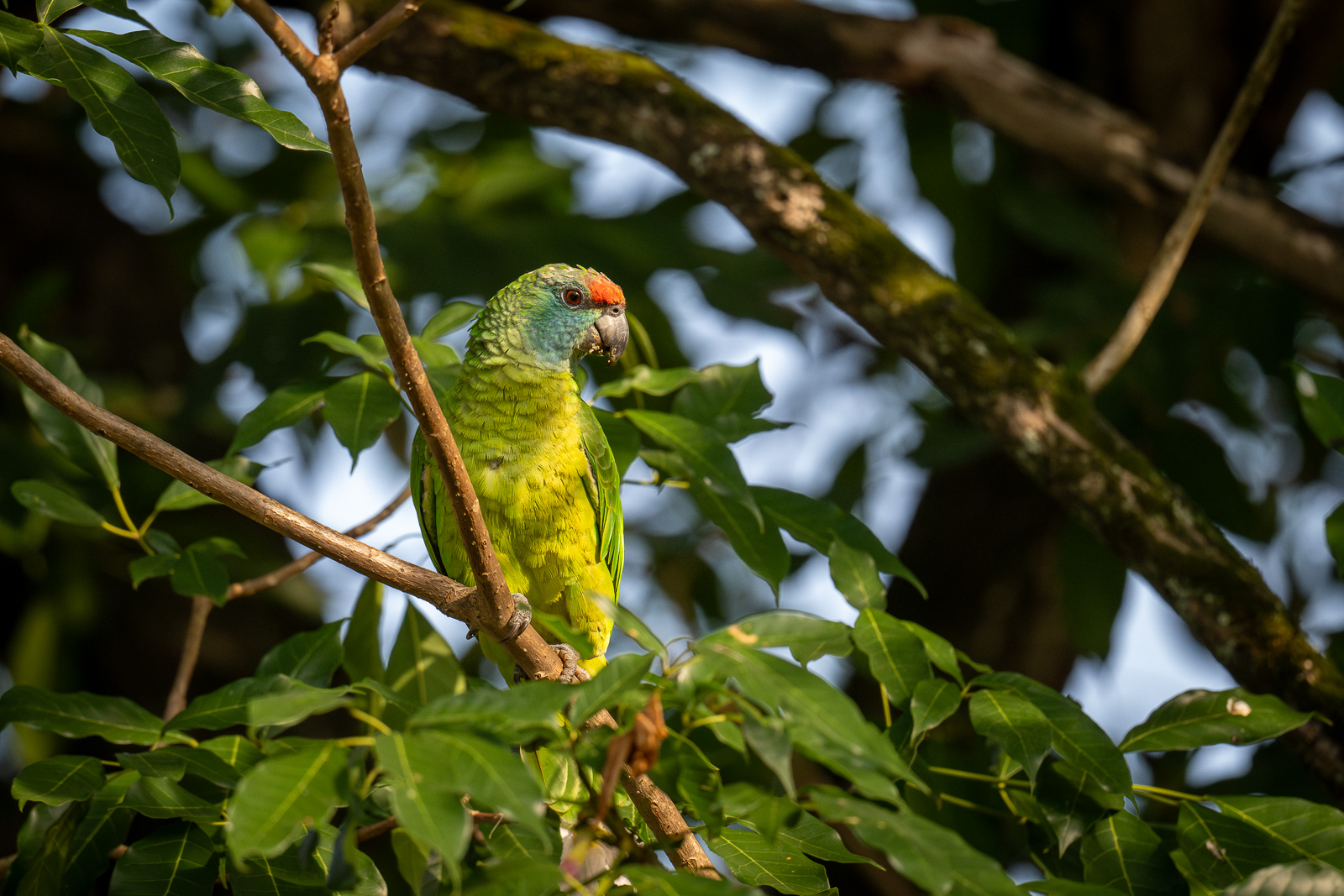 Festive Amazon Parrot, Guyana