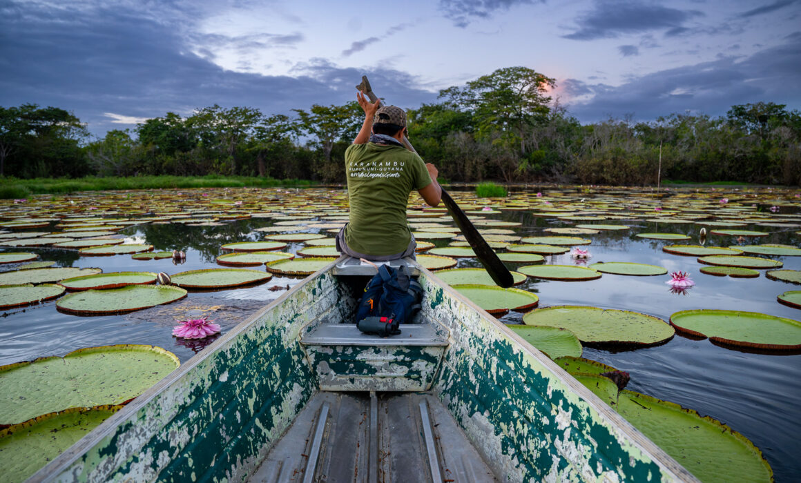 Canoe and Victoria Amazonica, Guyana
