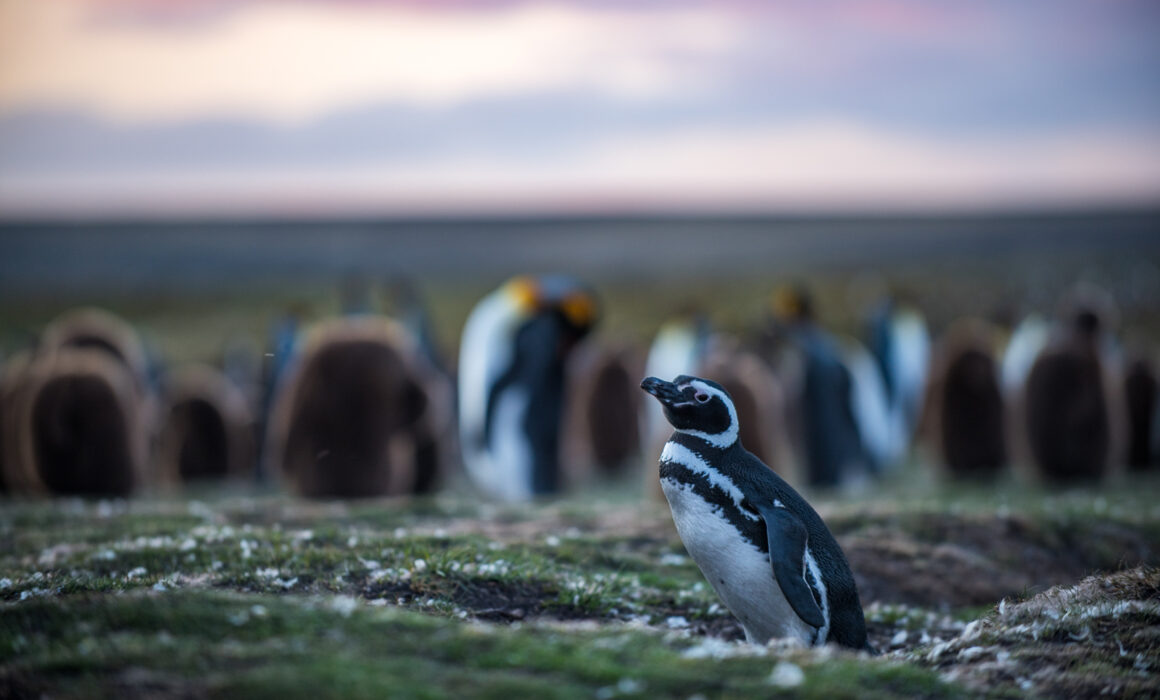 Magellanic Penguin, Falkland Islands