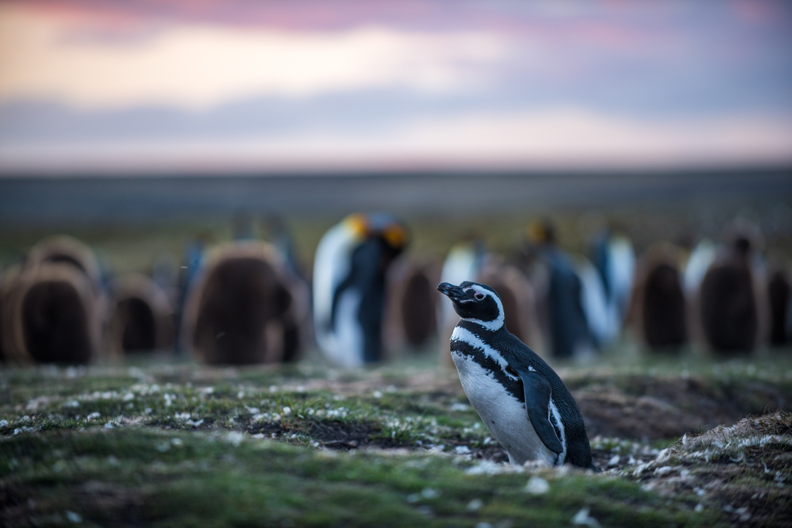 Magellanic Penguin, Falkland Islands