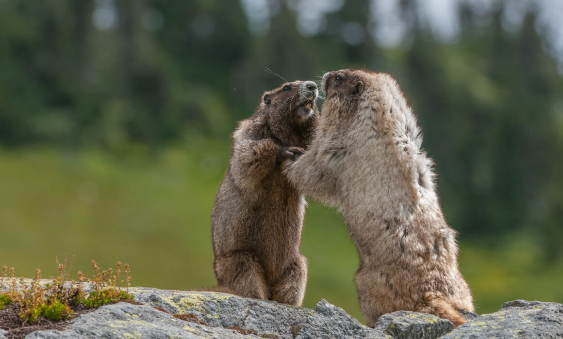 Hoary Marmots, Washington, United States