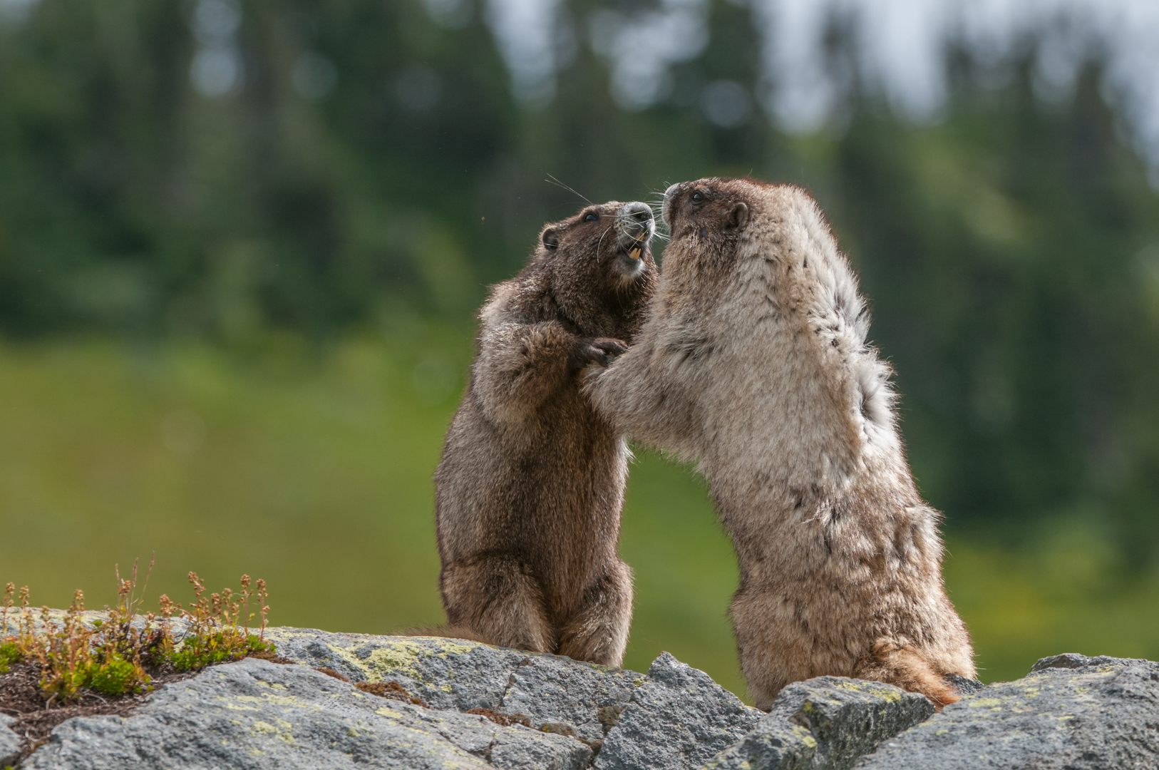Hoary Marmots, Washington, United States