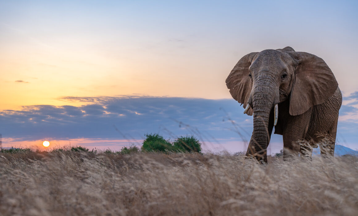 African Bush Elephant, Kenya
