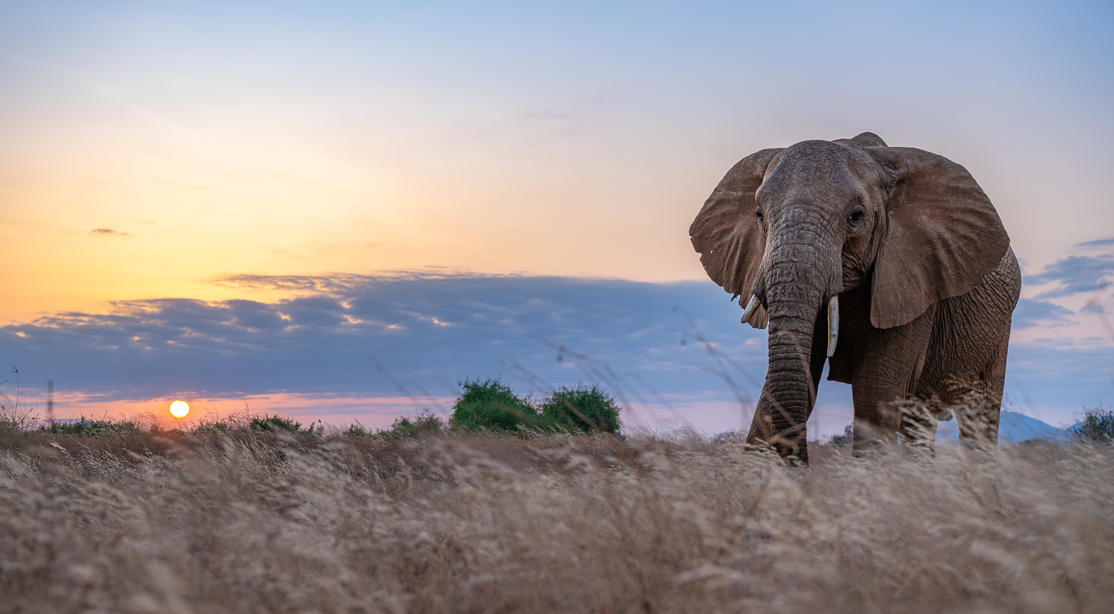 African Bush Elephant, Kenya