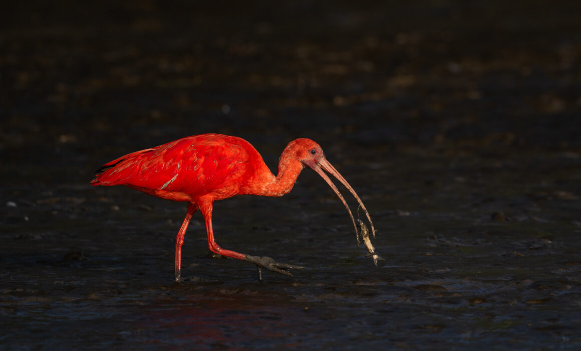 Scarlet Ibis, Guyana