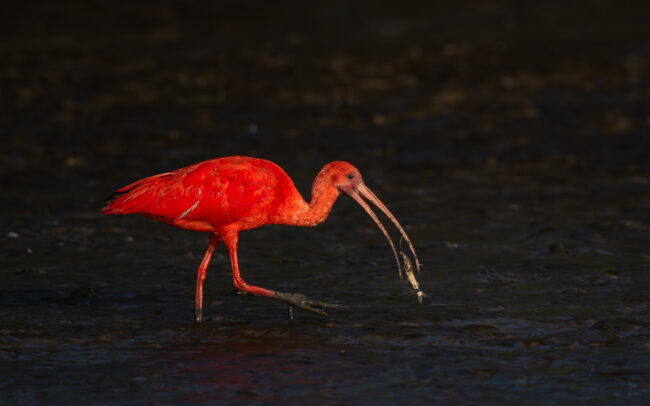 Scarlet Ibis, Guyana