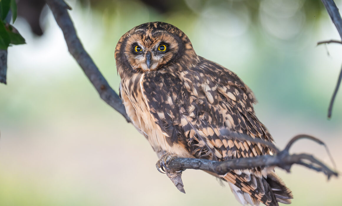 Southern Short Eared Owl, Guyana