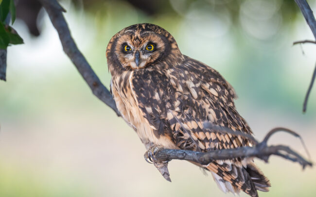 Southern Short Eared Owl, Guyana