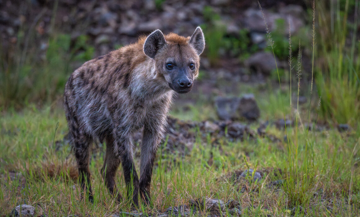 Spotted Hyena, Masai Mara, Kenya
