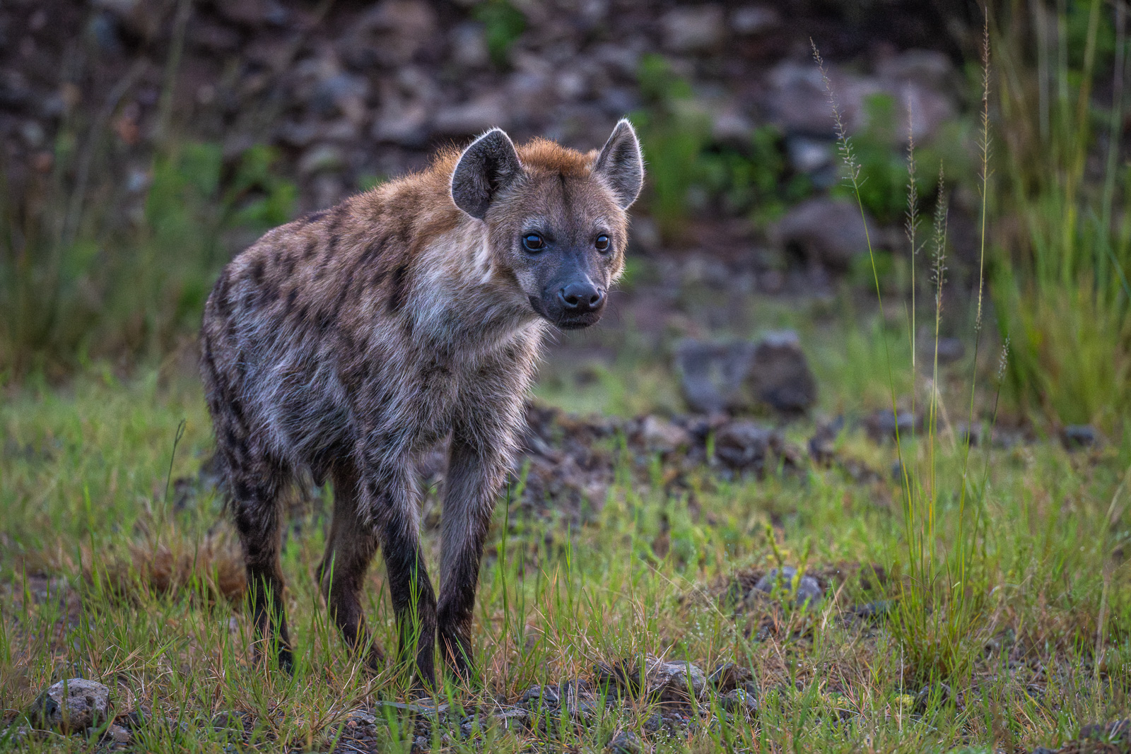 Spotted Hyena, Masai Mara, Kenya