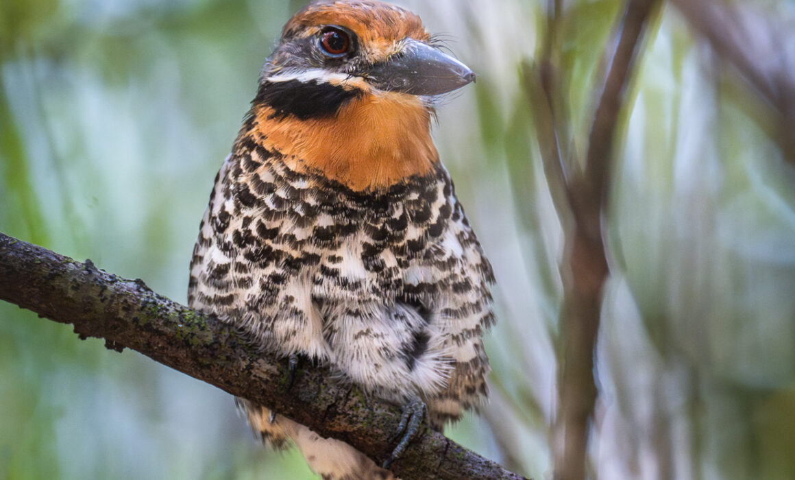Spotted Puffbird, Guyana