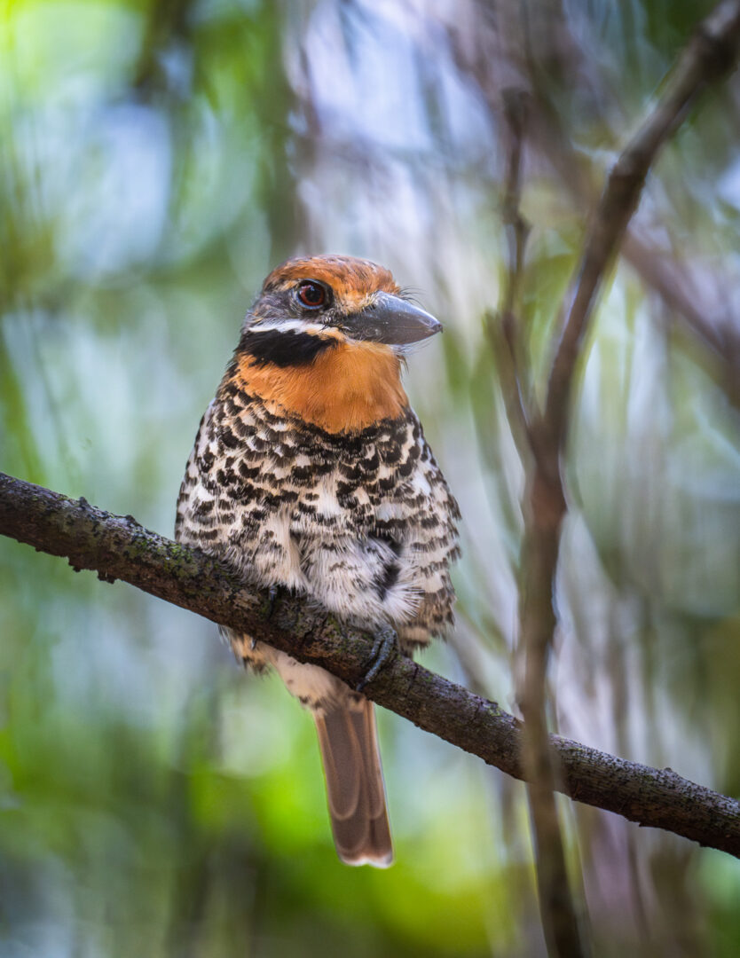 Spotted Puffbird, Guyana