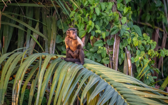 Tufted Capuchin Monkey, Guyana