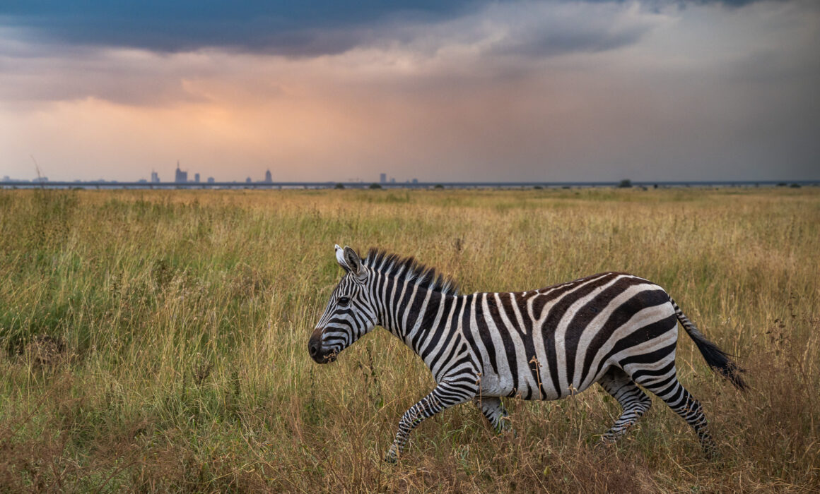 Zebra, Nairobi, Kenya