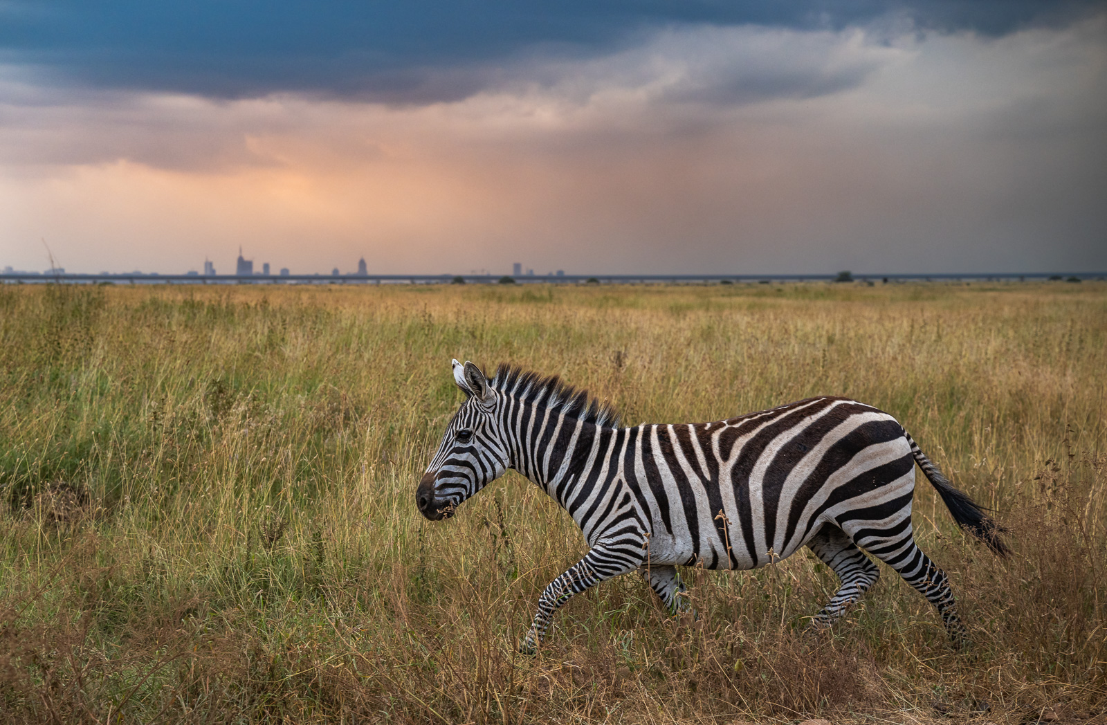 Zebra, Nairobi, Kenya