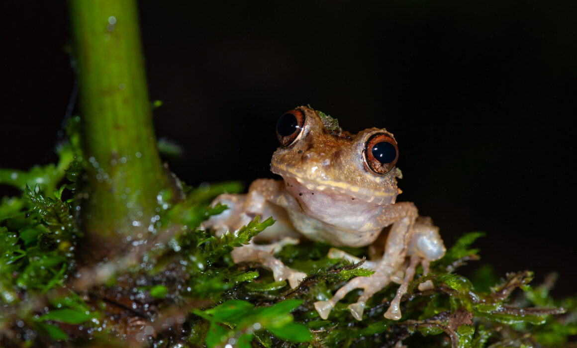 Rain Frog, Ecuador