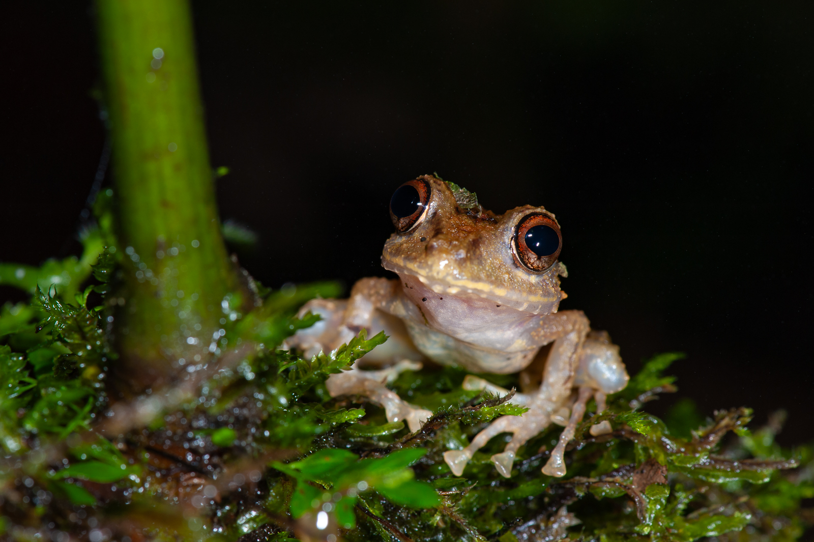 Rain Frog, Ecuador