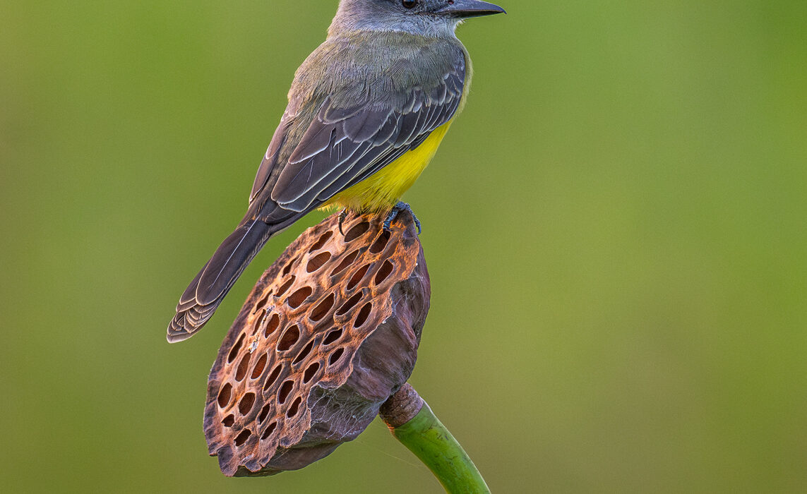 Tropical Kingbird, Guyana