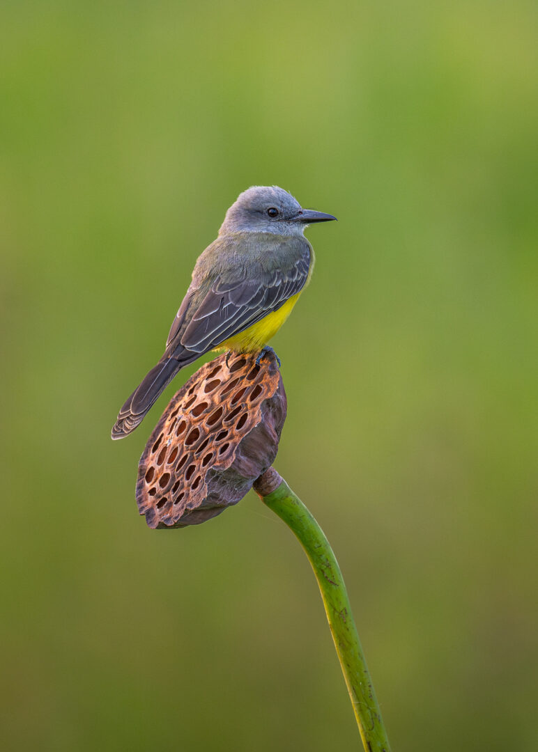 Tropical Kingbird, Guyana