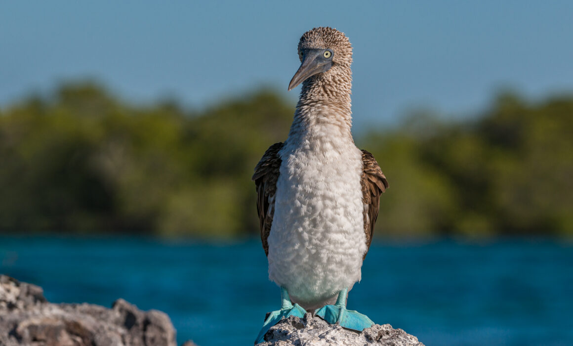 Blue-Footed Booby, Galápagos Islands, Ecuador
