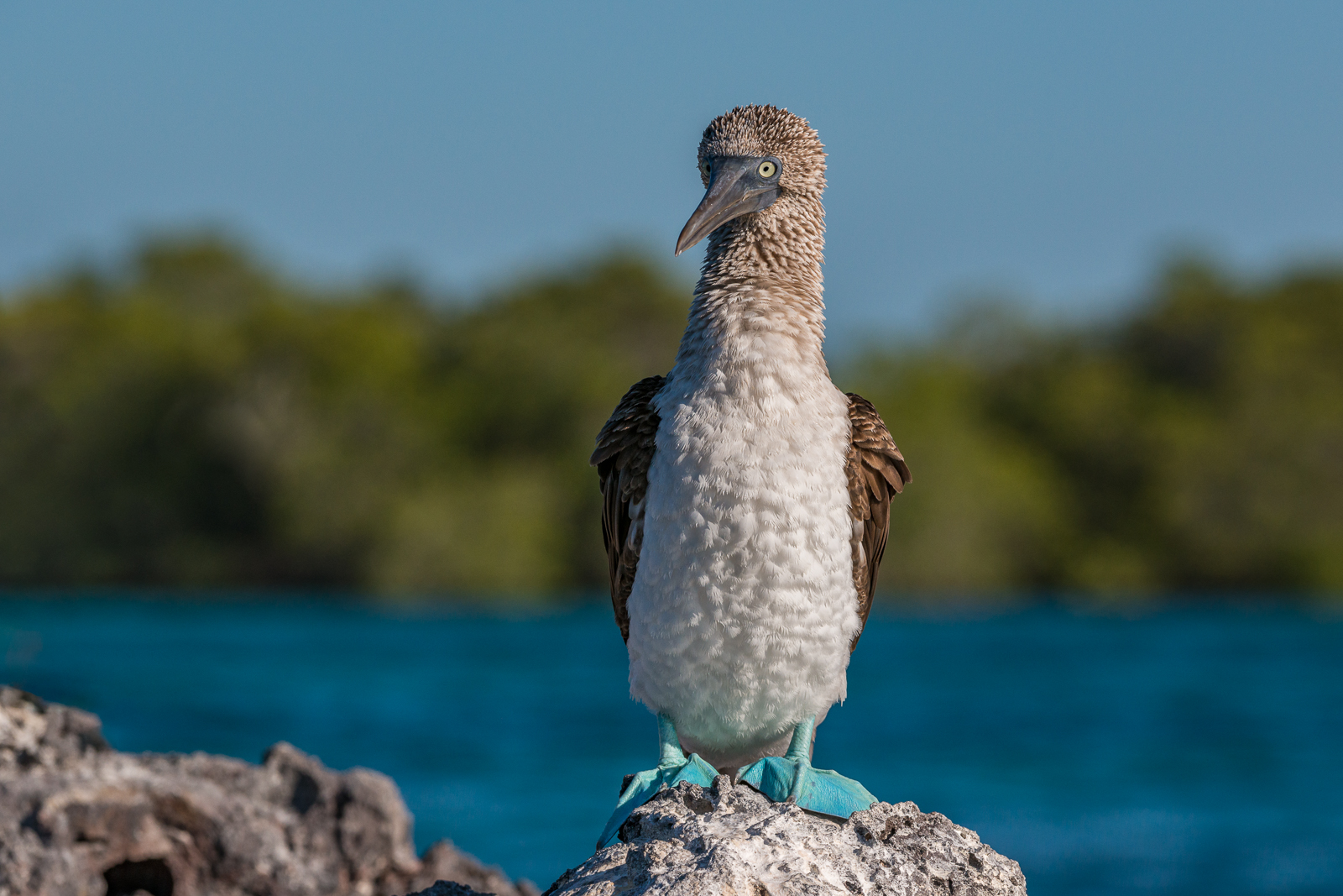Blue-Footed Booby, Galápagos Islands, Ecuador