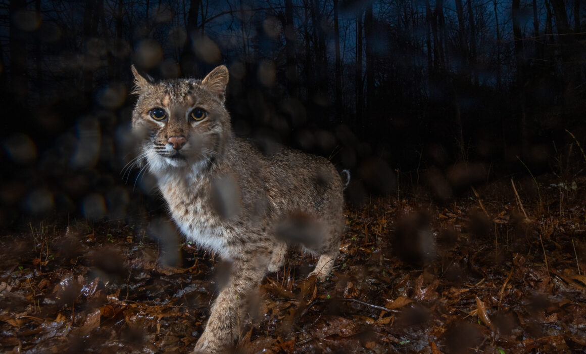 Bobcat, Farmington, Connecticut