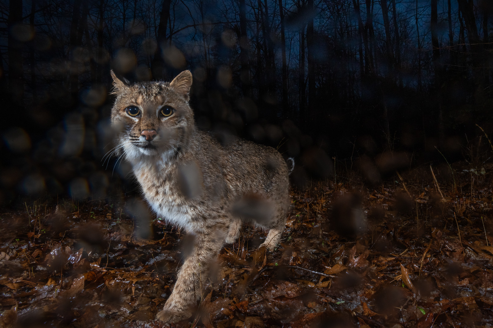 Bobcat, Farmington, Connecticut