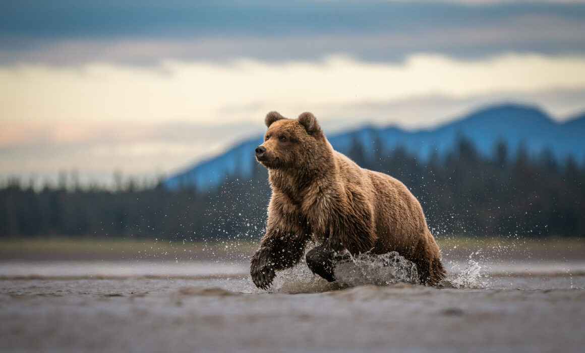 Coastal Brown Bear, Alaska