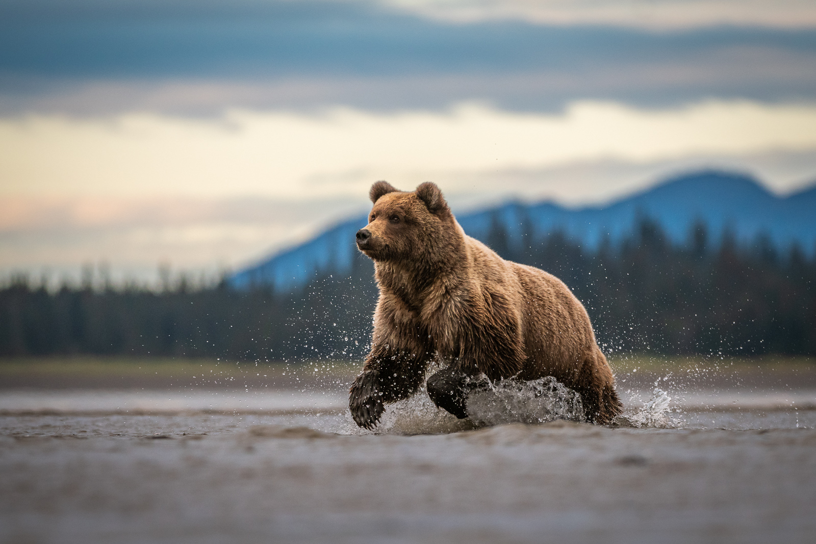 Coastal Brown Bear, Alaska
