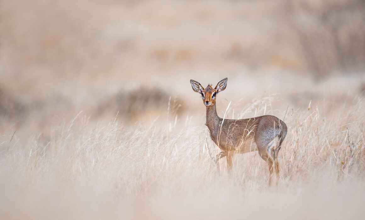 Kirk's Dik Dik, Kenya