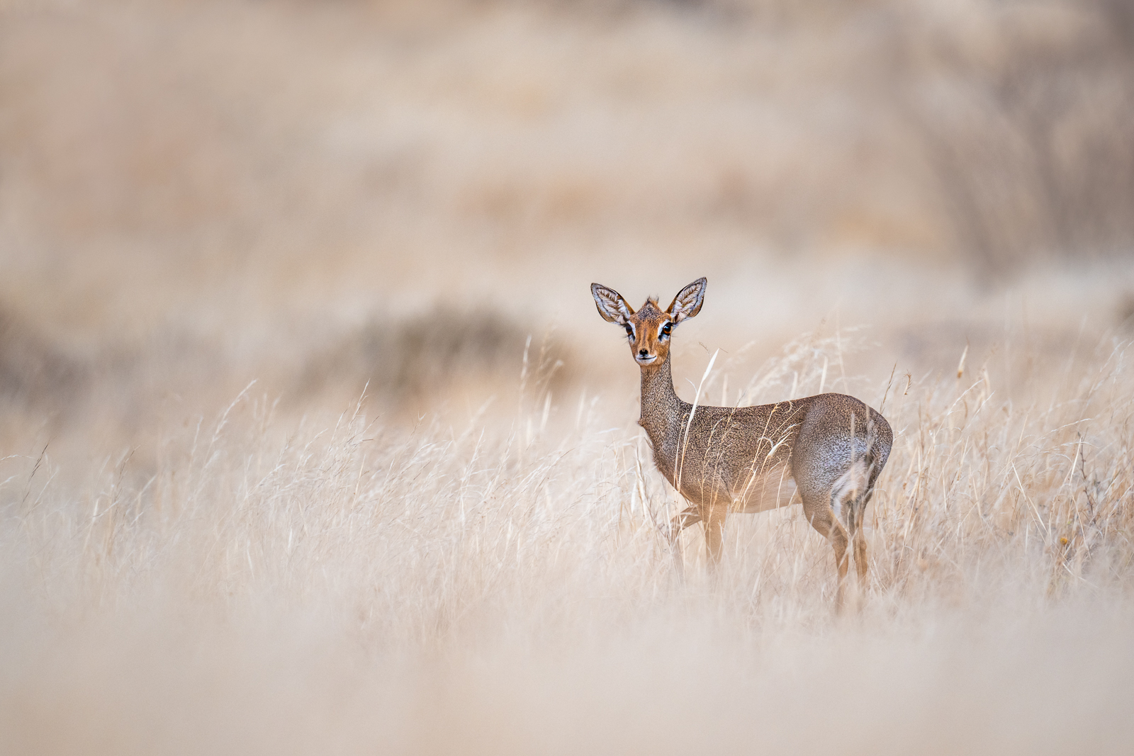 Kirk's Dik Dik, Kenya