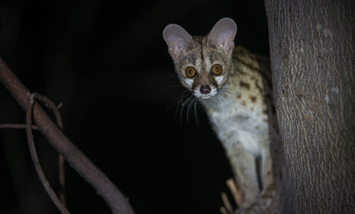 Common Genet, Botswana