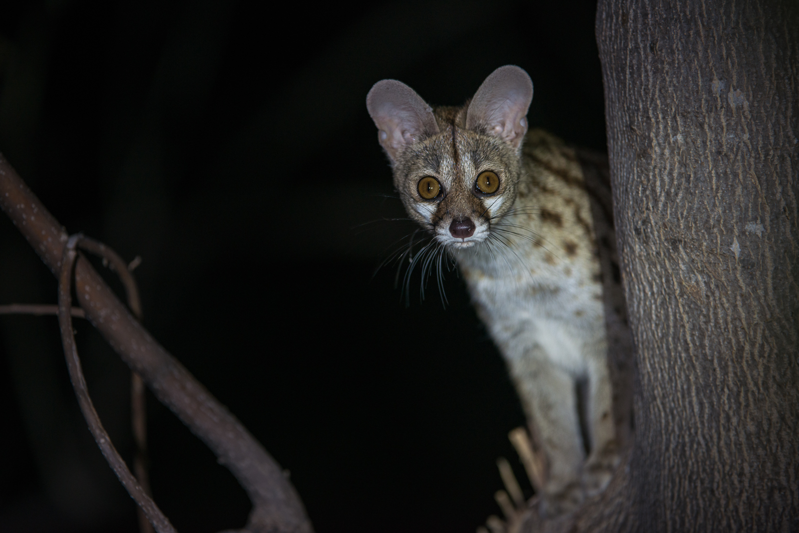 Common Genet, Botswana