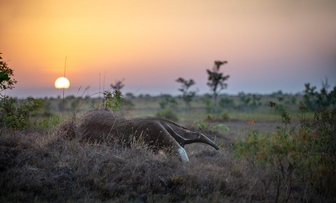 Giant Anteater, Guyana