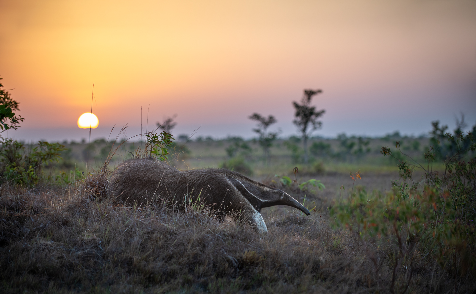 Giant Anteater, Guyana